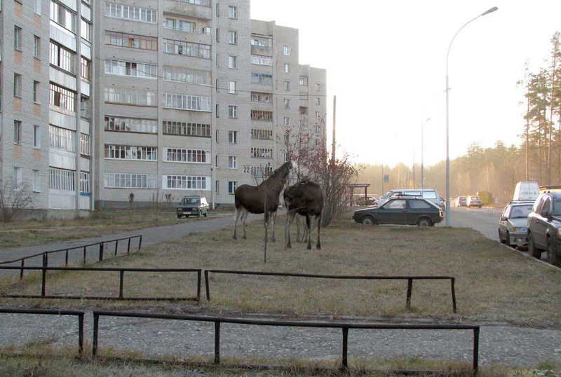 А это город Заречный (Пензенская область), здесь лоси чувствуют себя настоящими хозяевами. Смотрите сами... Дикие звери на улицах России. Стереотип или реальность?