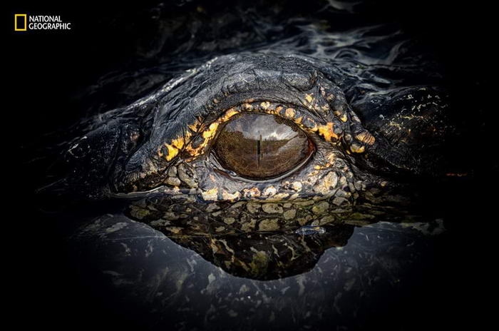 10 потрясающих фотографий дикой природы с конкурса National Geographic Nature Photographer of the Year Contest 10 потрясающих фотографий дикой природы с конкурса National Geographic Nature Photographer of the Year Contest