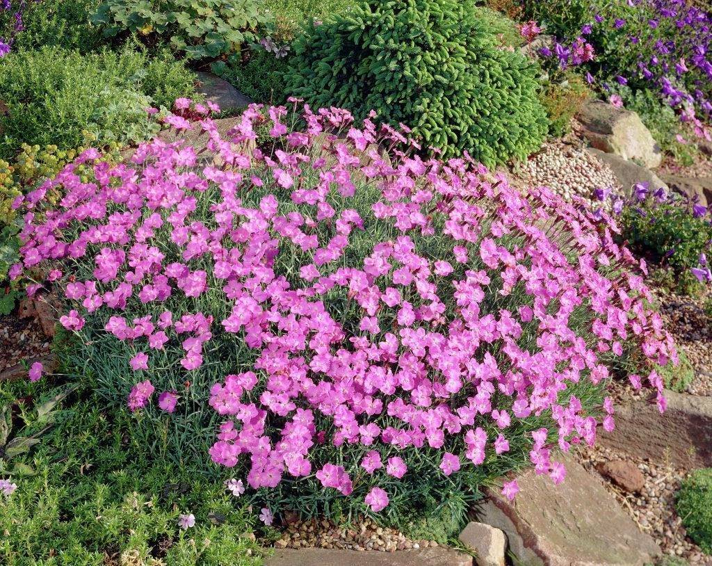 Гвоздика сизая (лат. Dianthus gratianopolitanus) Гвоздика сизая фото (лат. Dianthus gratianopolitanus)