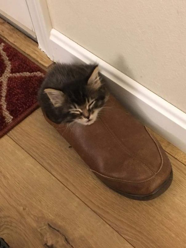 13 угарных фото котиков, которые спят в очень смешных позах
