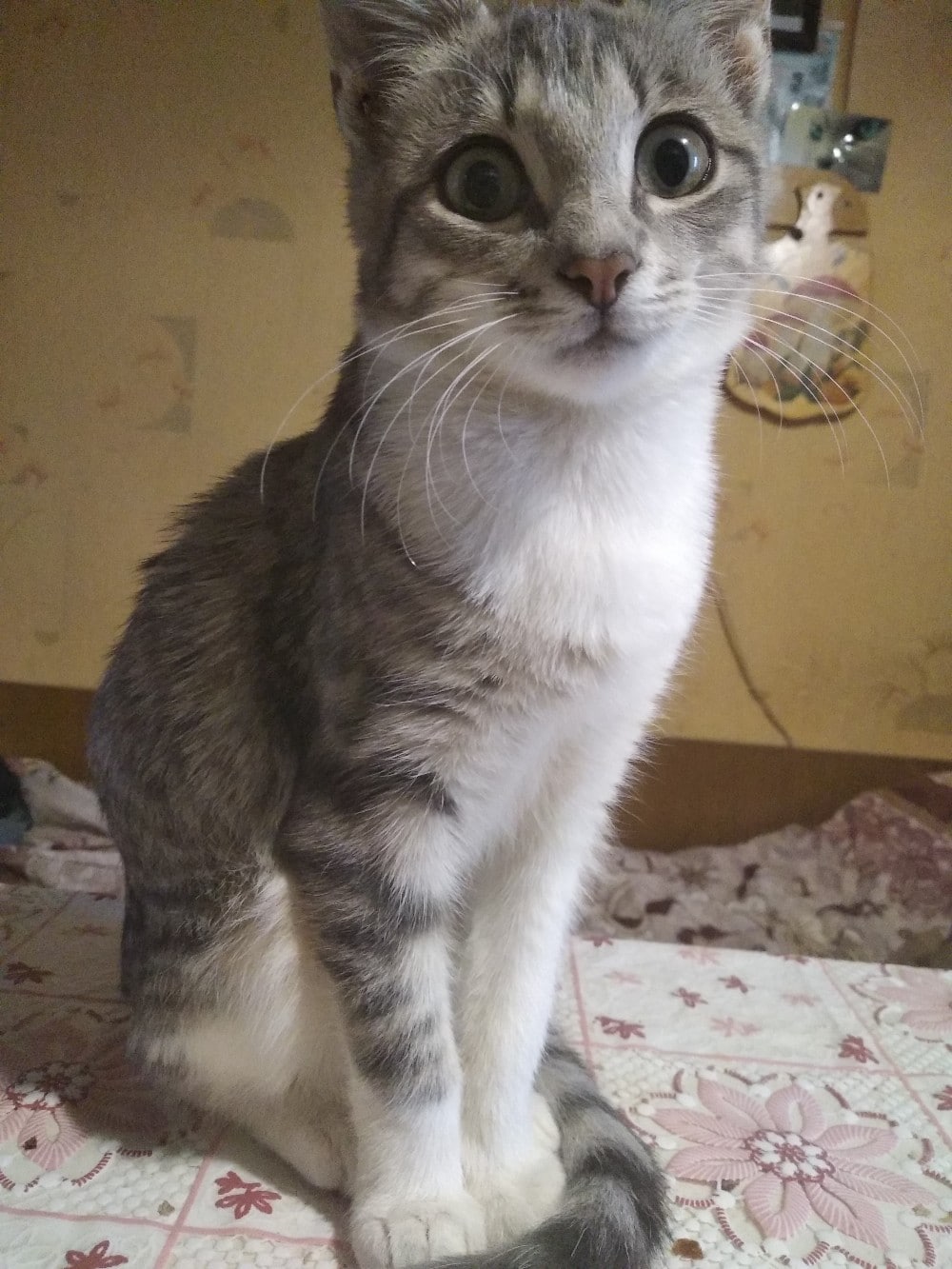 спасение котенка котенок на кровати