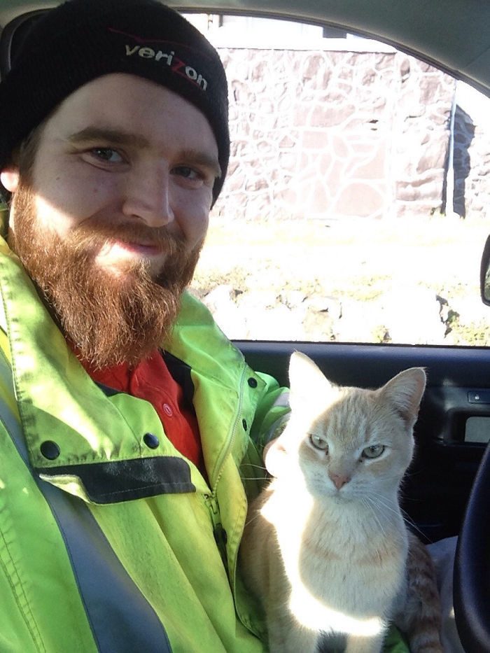 Коты сами нашли себе хозяев