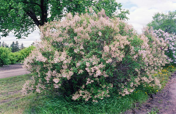 Сирень китайская Lilac, фото сайта plants.gertens.com