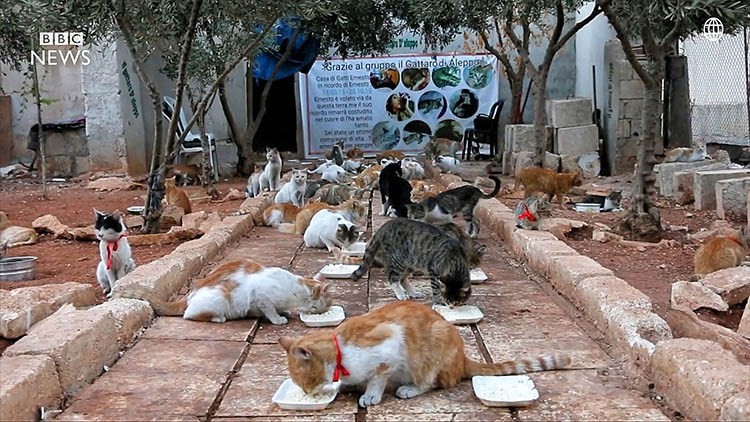 «Человек-кот из Алеппо» остался в разрушенном войной городе, чтобы ухаживать за домашними питомцами добро, животные, люди