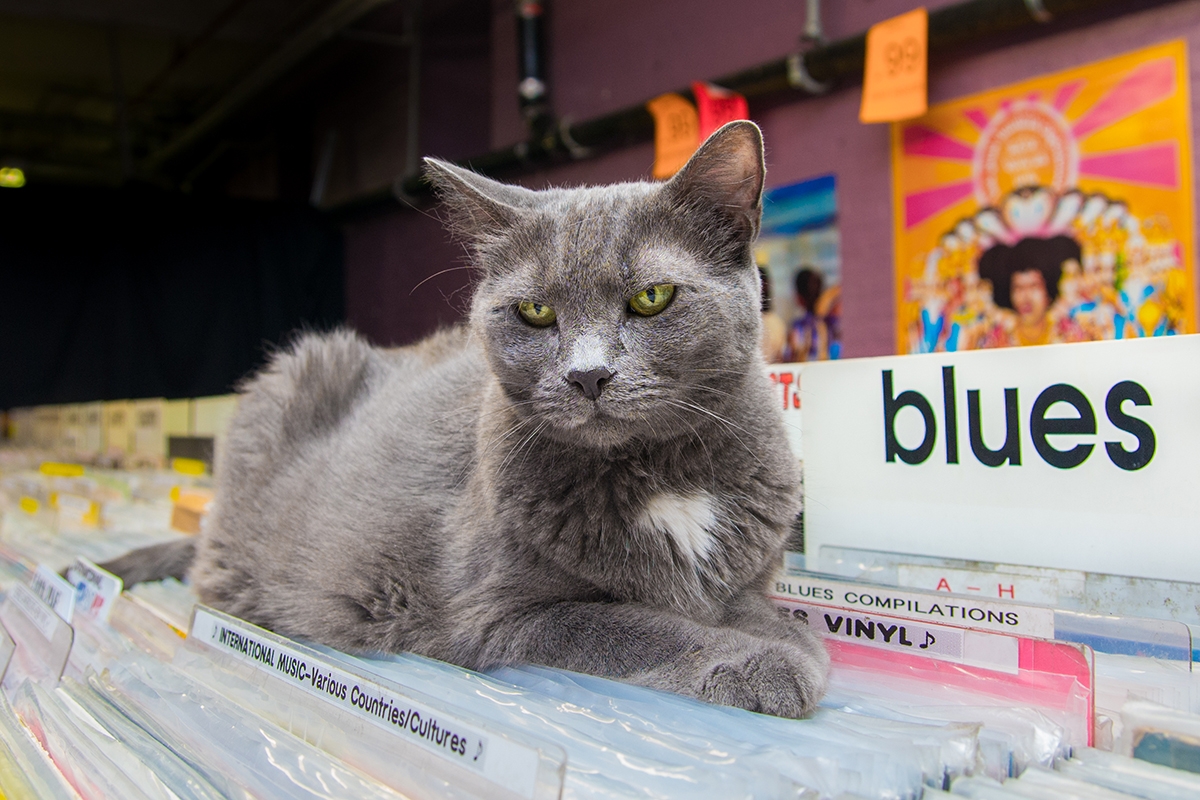 Очаровательные коты, Shop Cats of New York