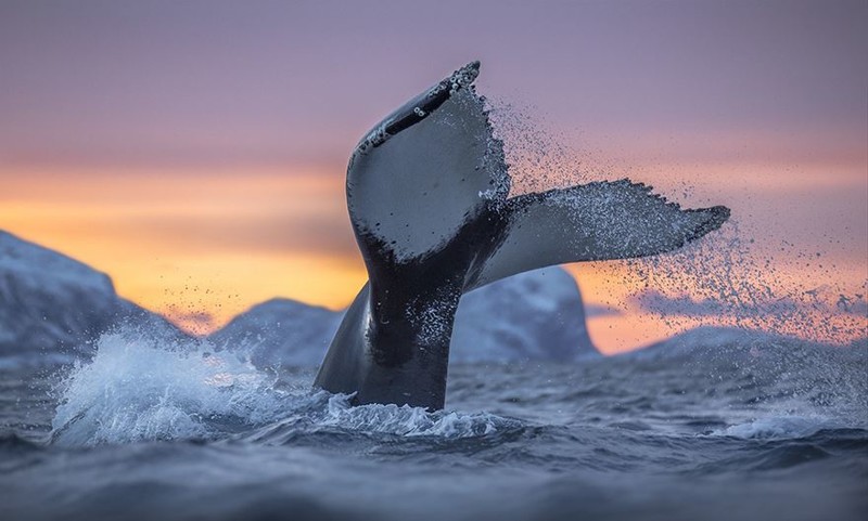 Профессор-биолог делает невероятные снимки гренландских китов киты, красота, природа, фото