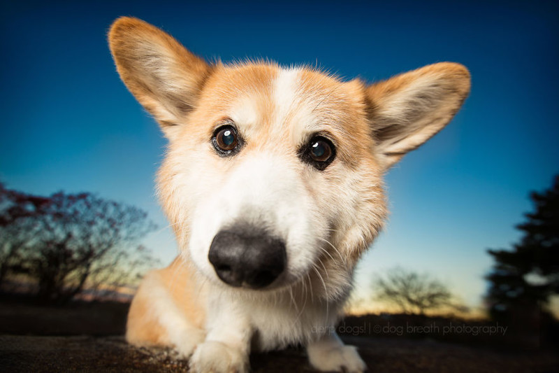 15 ужасно милых собак, которых застали врасплох собаки, фото, юмор