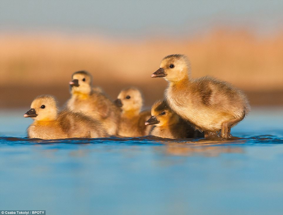 Kindergarden: Photographer Csaba Tokoly from Budapest, Hungary, captured this shot of Greylag goslings swimming