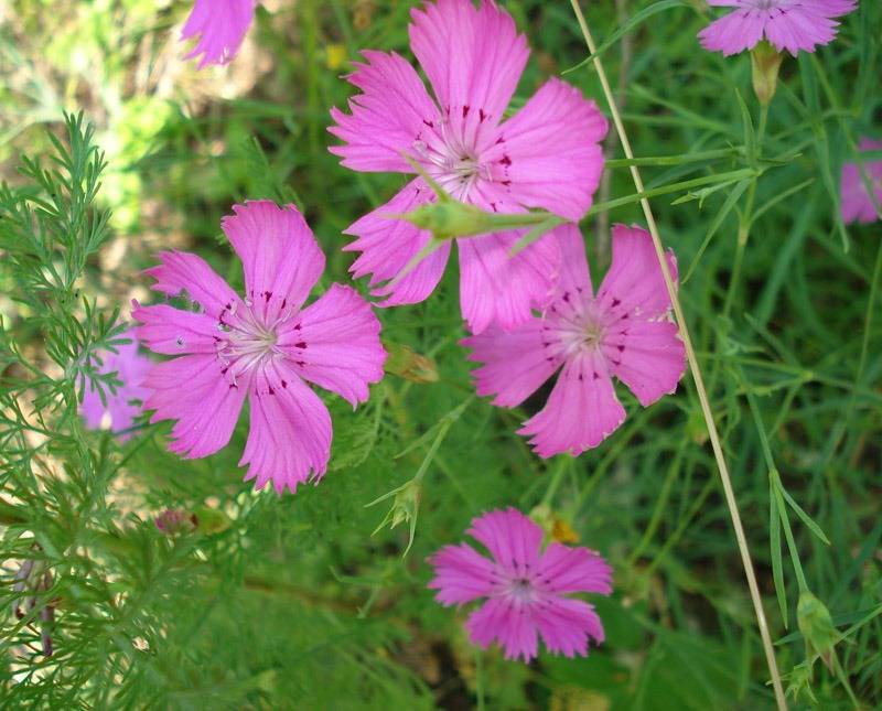 Гвоздика луговая (лат. Dianthus pratensis) Гвоздика луговая фото (лат. Dianthus pratensis)