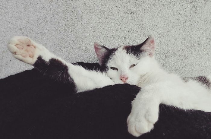Котопост