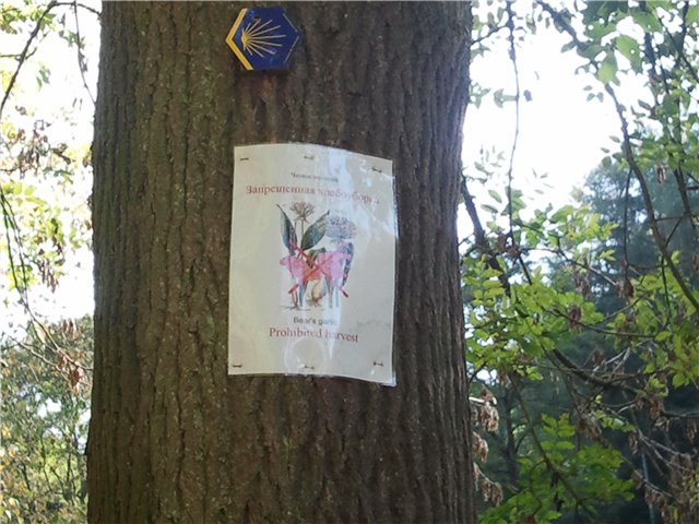 Черемша в Бельгии