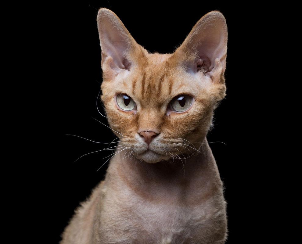 Фотограф снимает примечательные портреты котов, подчеркивающие их личность (20 фото) Фотограф снимает примечательные портреты котов, подчеркивающие их личность (20 фото)
