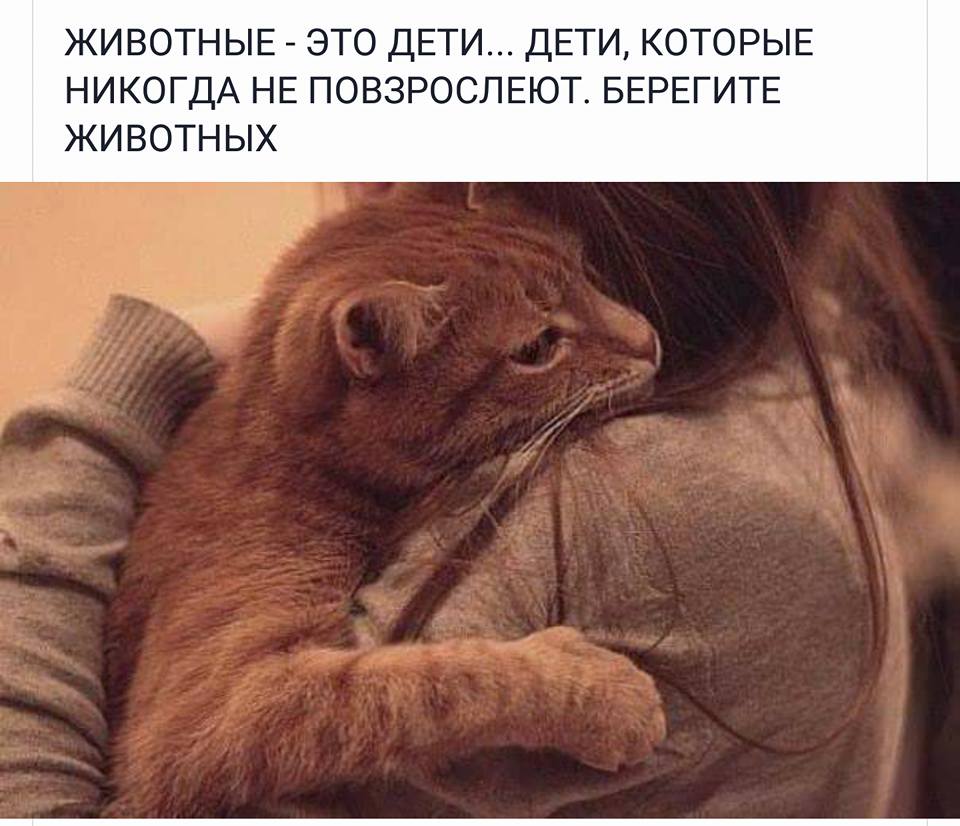 Котопост: кошки - очарование моё!