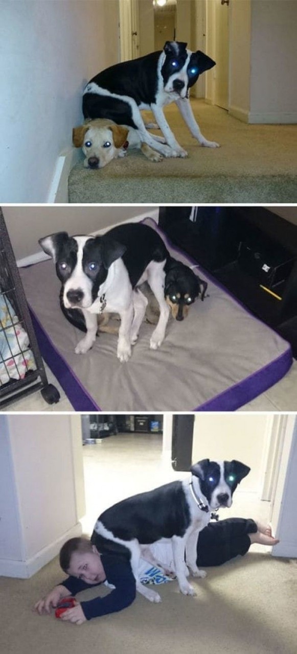 This Dog Who Doesn