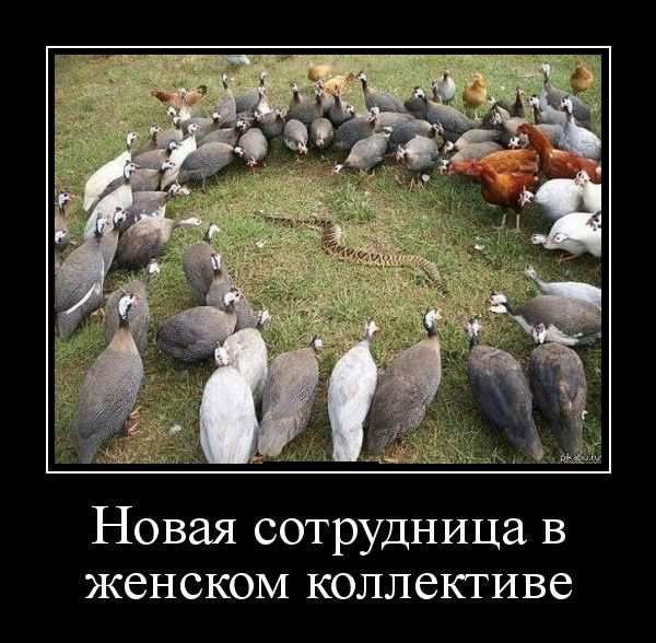 Новая сотрудница в женском коллективе Свежая подборка демотиваторов, которые поднимут вам настроение