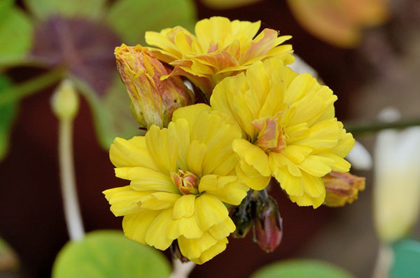 Oxalis compressa var. Flore Pleno Oxalis compressa var. Flore Pleno