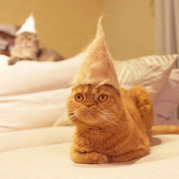 Смешные котики в шляпах