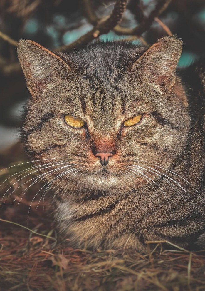 Бездомные кошки
