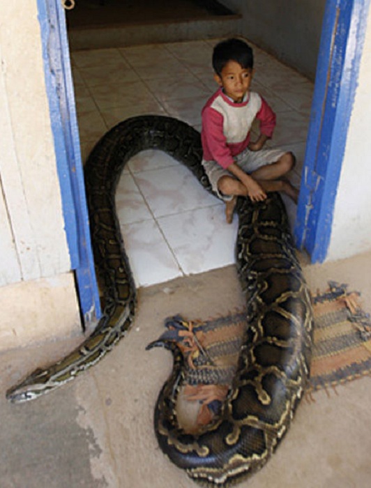 Семья Sambath считает, что питон приносит им счастье. | Фото: smilepost.ru. Семья Sambath считает, что питон приносит им счастье. | Фото: smilepost.ru.