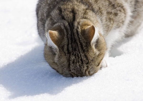 Фотоподборка кошек на снегу