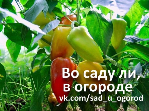 Гибискус сирийский из черенков Гибискус сирийский из черенков
