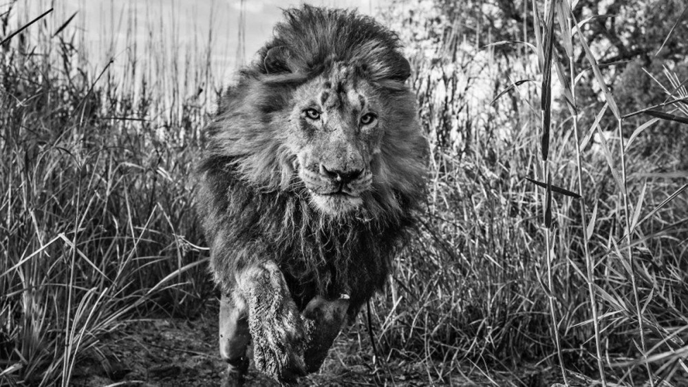 David-Yarrow-1200x675.jpg