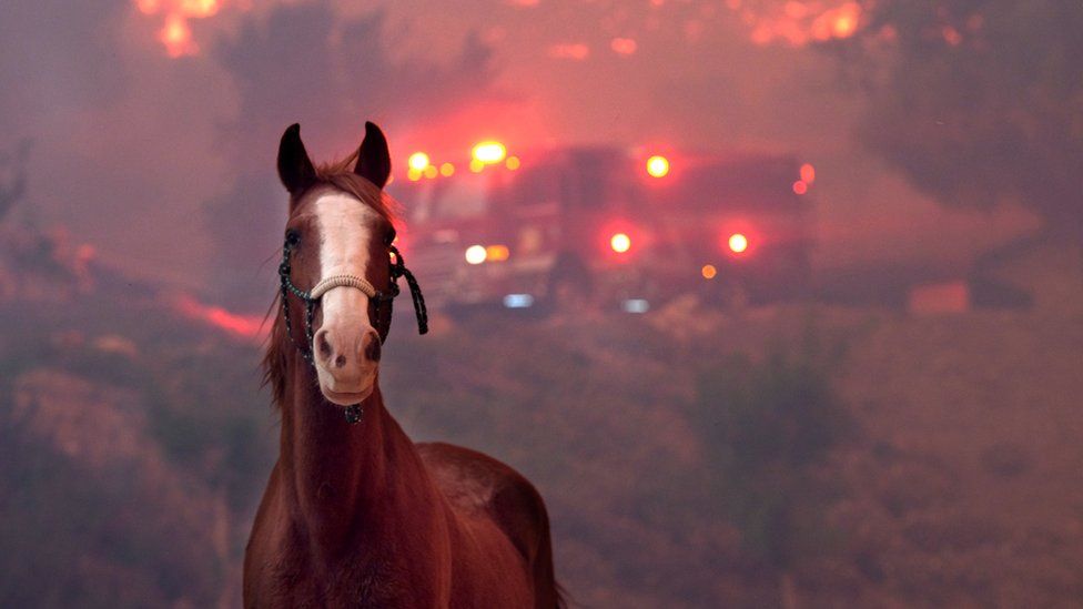 Лошадь во время пожара в Калифорнии