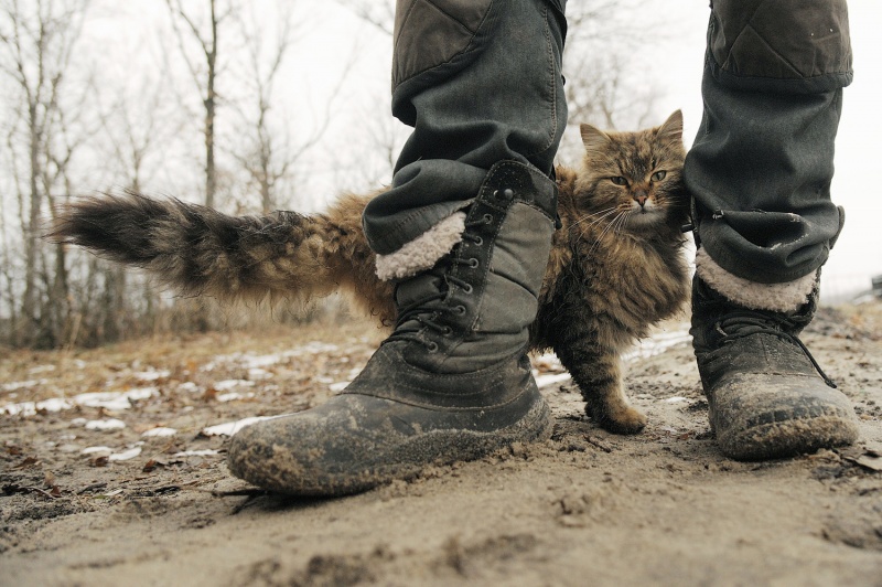 «Он же провокатор». Кот, выросший среди псов, участвует в дрессировке собак