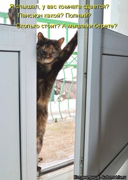 Лучшие котоматрицы, которые зарядят вас позитивом) Лучшие котоматрицы, которые зарядят вас позитивом)