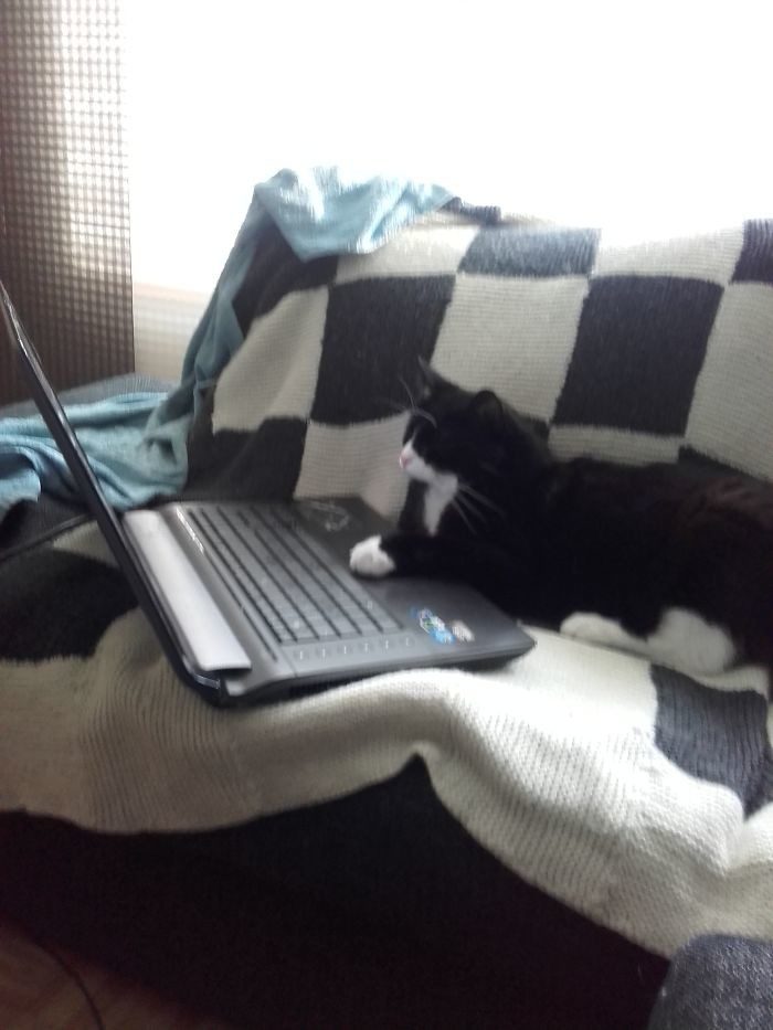 Котопост