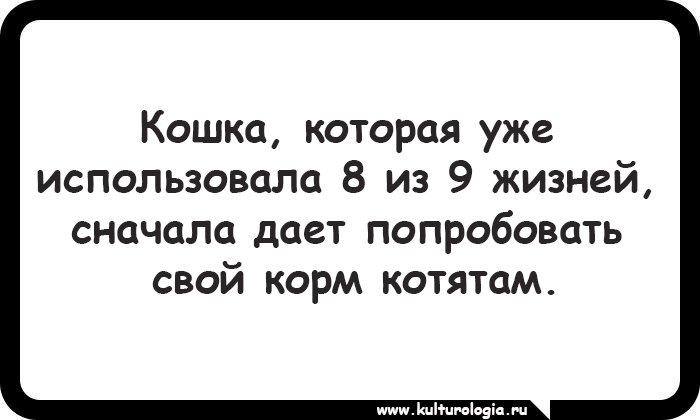 15 открыток, которые будут близки и понятны поклонникам котиков