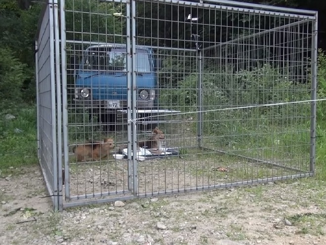 Рядом с проезжей частью в любую погоду бегала собака. Она кого-то ждала, смотря на дорогу
