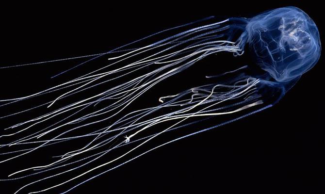 Интересные факты о медузах, Медуза-коробка, морская оса