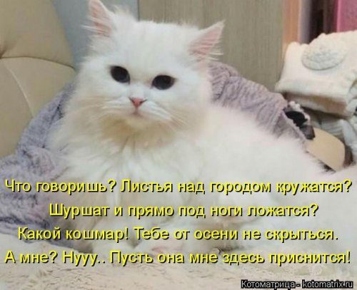 Самые уморительные котоматрицы) Самые уморительные котоматрицы)