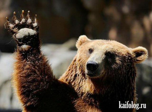 Приколы про животных (40 фото)
