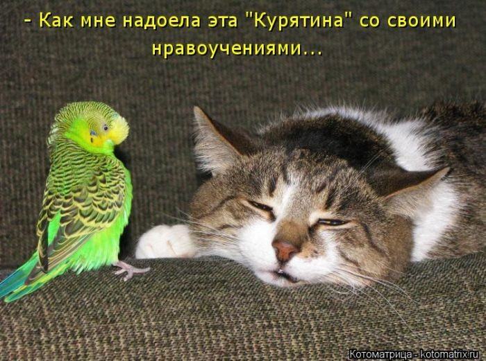 Без кота жизнь не та (50 фото ) Без кота жизнь не та (50 фото )