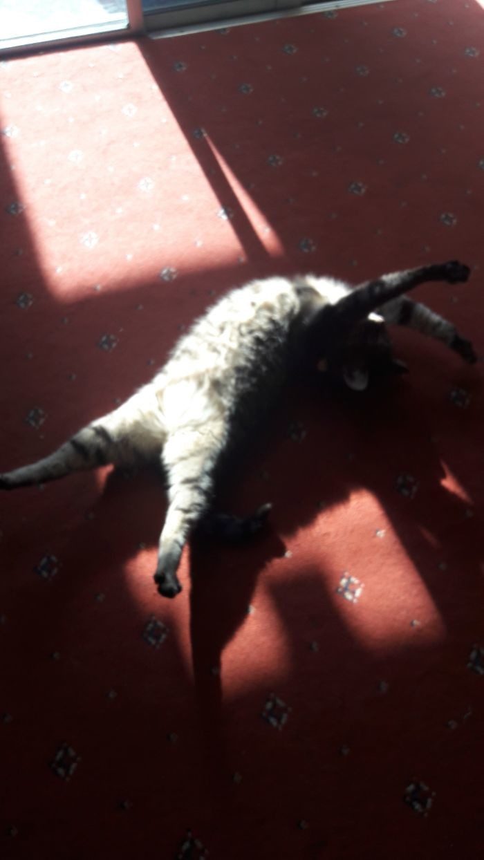 Котопост