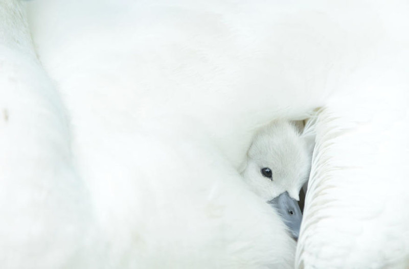 20. Молодой лебедь. Бен Эндрю 20. Молодой лебедь. Бен Эндрю красивые фотографии, лучшие фото, орнитология, победители конкурса, птица, птицы, фотографии птиц, фотоконкурс