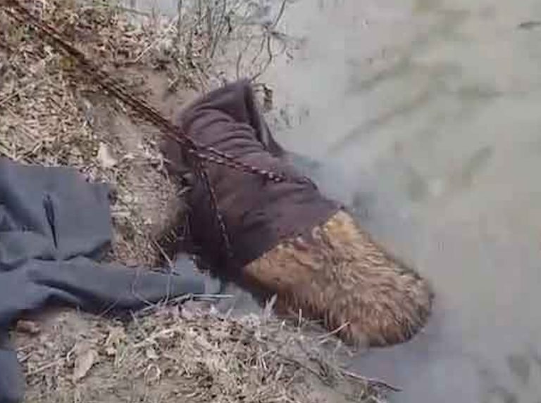 спасение собаки собака в воде