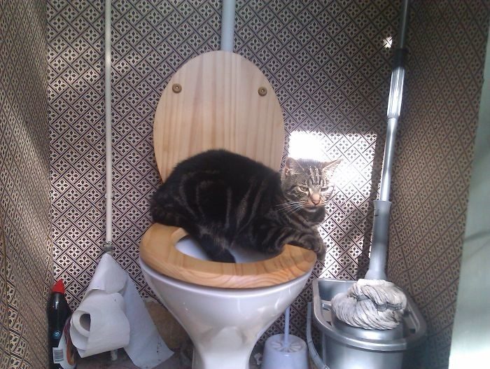 Котопост