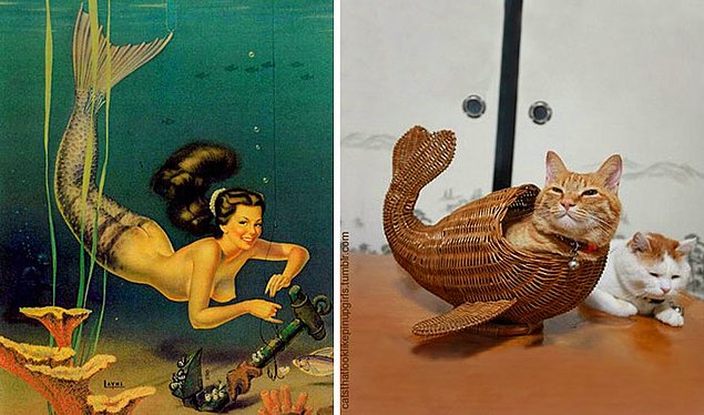15 кошек, позирующих в стиле красоток Pin Up