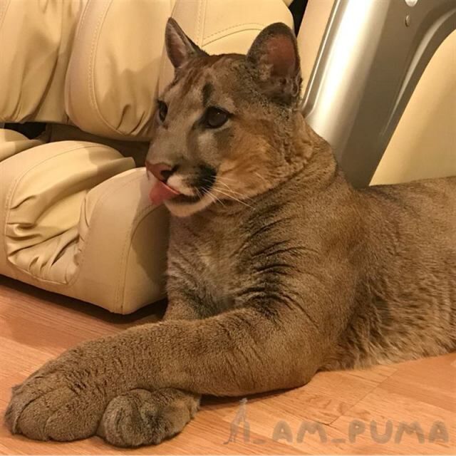 Семья спасла малыша пумы из зоопарка, теперь это их любимый котик