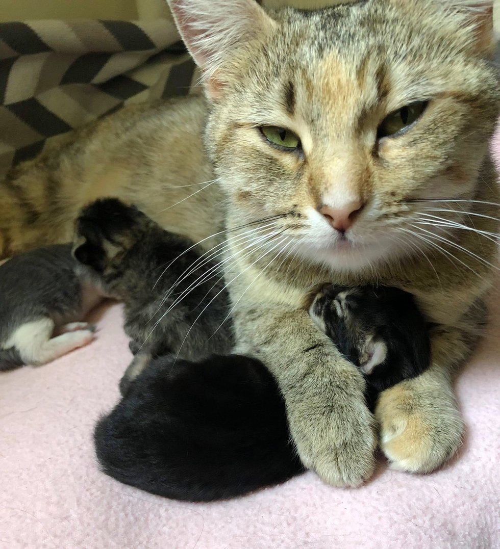 спасение беременной кошки кошка и трое котят
