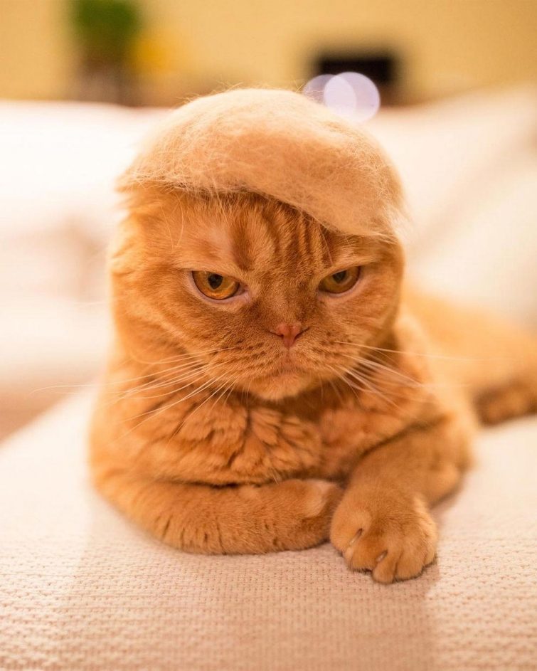 Смешные котики в шляпах