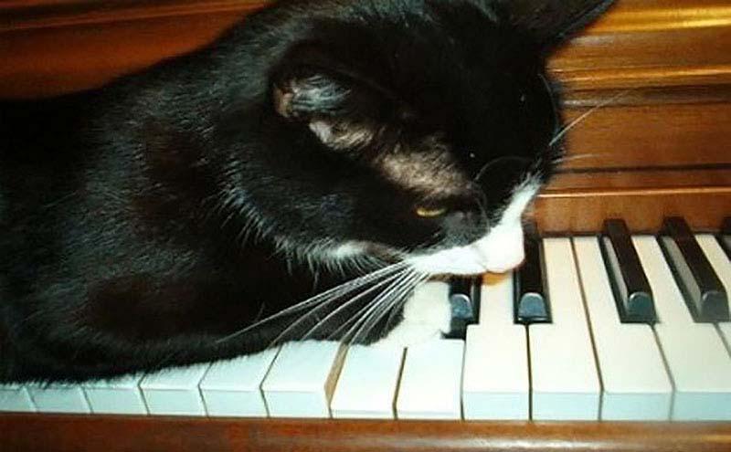 Служебные коты