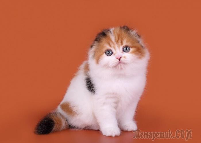 трехшерстная кошка в доме примета