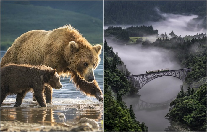 Опубликованы первые работы фотоконкурса National Geographic Nature Photographer Of The Year 2017.