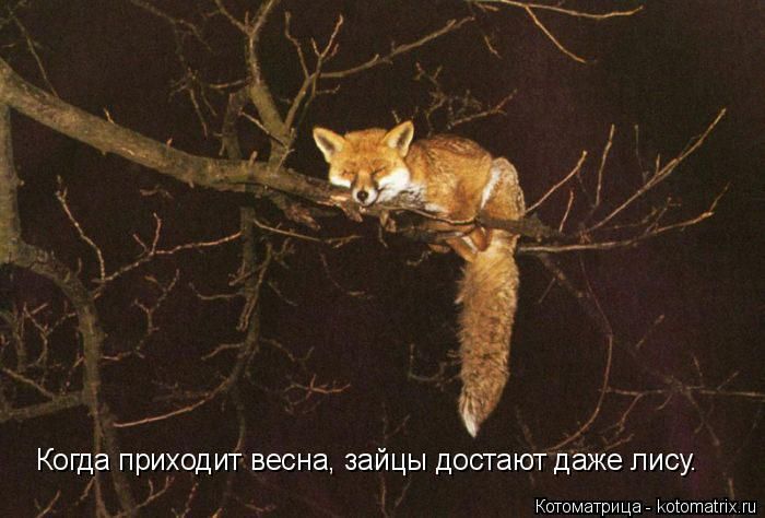 Забавные животные (50 фото) Забавные животные (50 фото)