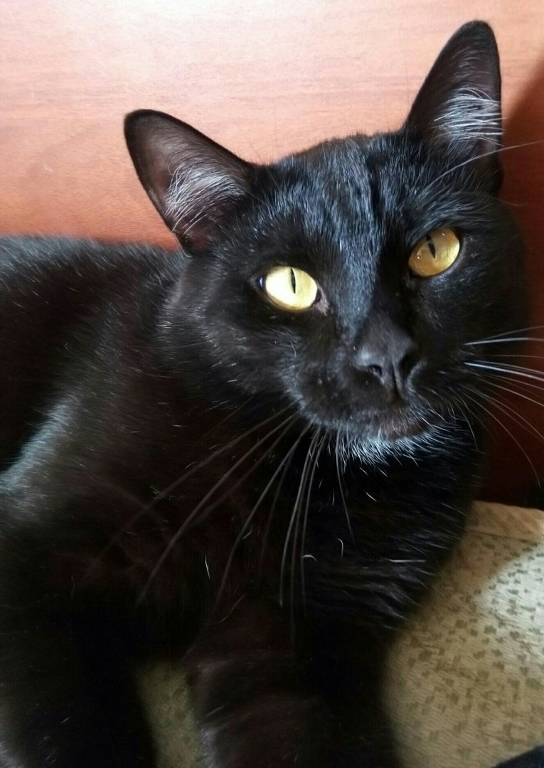 спасение котенка черный кот