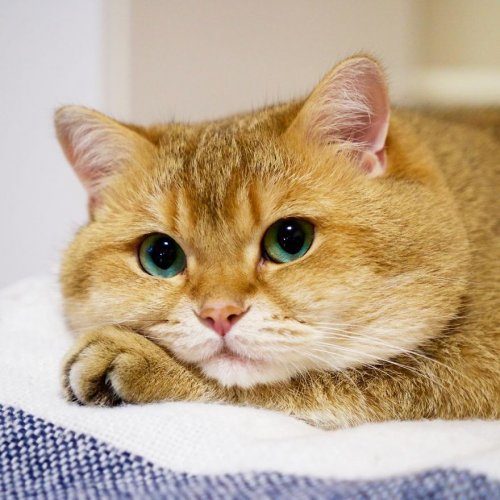 Котик Хосико, которого называют Котом в сапогах в реальной жизни Котик Хосико, которого называют Котом в сапогах в реальной жизни